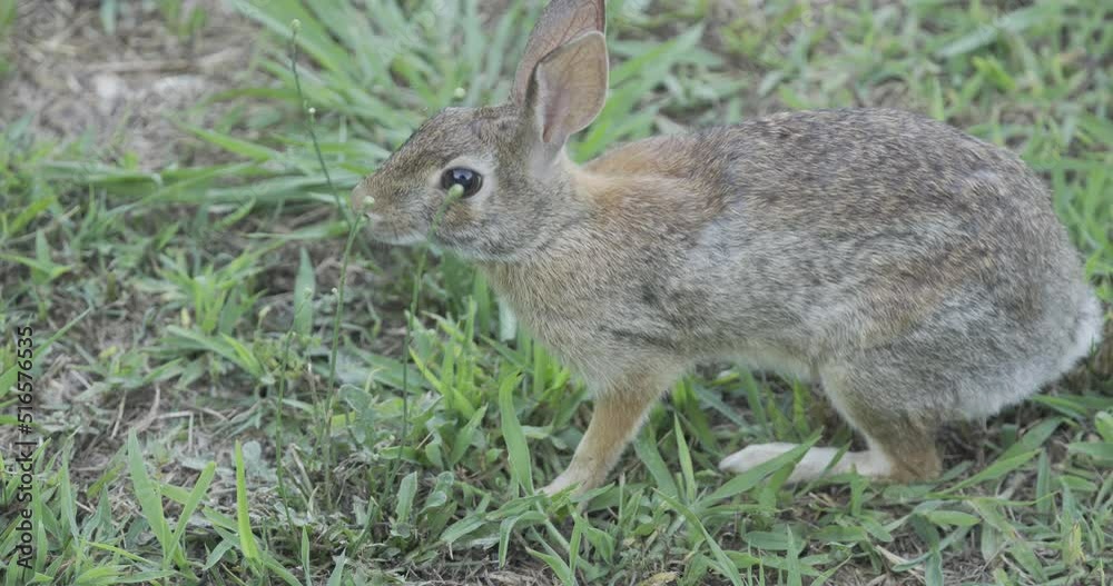 Wild cottontail rabbit feeding in a grassy field Wild cottontail rabbit feeding in a grassy field