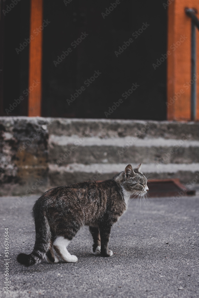 Naklejka premium cat