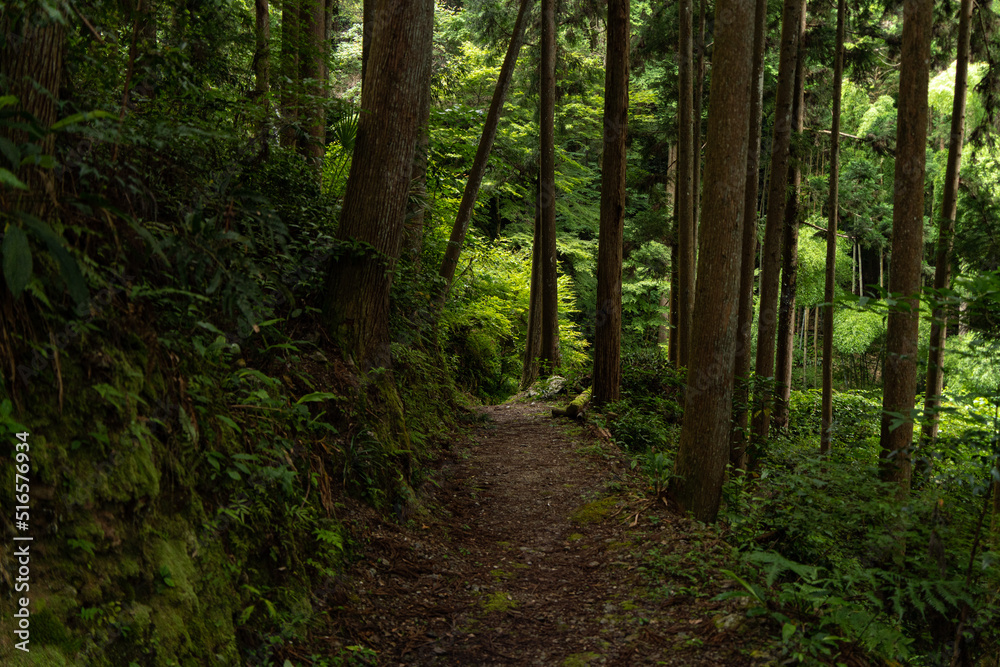 Obraz premium 山中へ続く林道