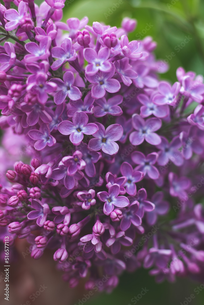 lilac in the garden lilac in the garden