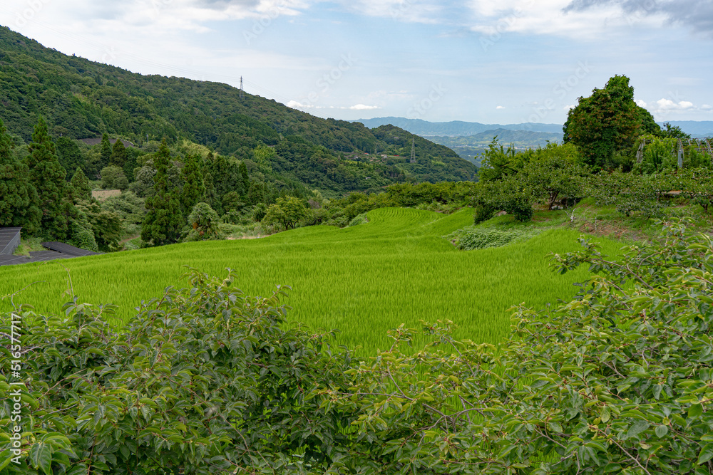 Obraz premium 緑に染まる棚田の風景