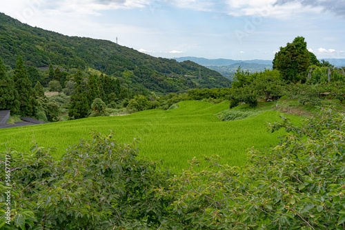 緑に染まる棚田の風景 © planas