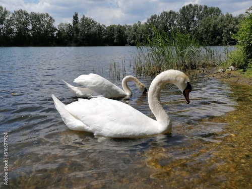 Swan on the Lake