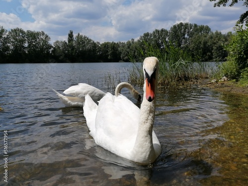 Swan on the Lake