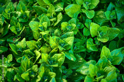 malabar spinach plant growing in organic vegetable garden