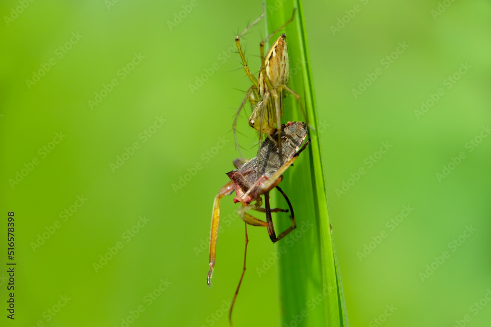 Oxyopidae pounce on prey. This species is also part of the genus Oxyopes and the order Araneae. The scientific name of this species was first published Oxyopidae pounce on prey. This species is also part of the genus Oxyopes and the order Araneae. The scientific name of this species was first published