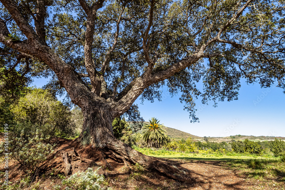 Flowers and trees in the Finca de Osorio Botanical Park near Teror, Gran Canaria Island, Spain