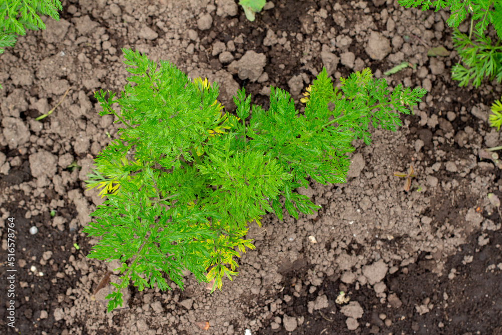 Young plant of Artemisia annua, also known as sweet wormwood, sweet annie, sweet sagewort, annual mugwort or annual wormwood, Tenjo, Cundinamarca, Colombia. Young plant of Artemisia annua, also known as sweet wormwood, sweet annie, sweet sagewort, annual mugwort or annual wormwood, Tenjo, Cundinamarca, Colombia.