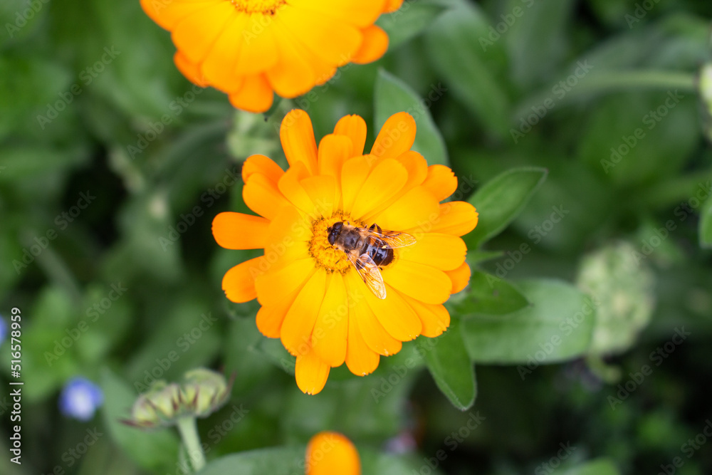 Calendula officinalis, also called the pot marigold, common marigold, ruddles, Mary's gold or Scotch marigold. The picture shows a bee on the flower. Calendula officinalis, also called the pot marigold, common marigold, ruddles, Mary's gold or Scotch marigold. The picture shows a bee on the flower.