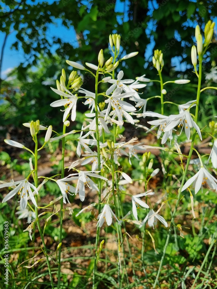 fiori e prati