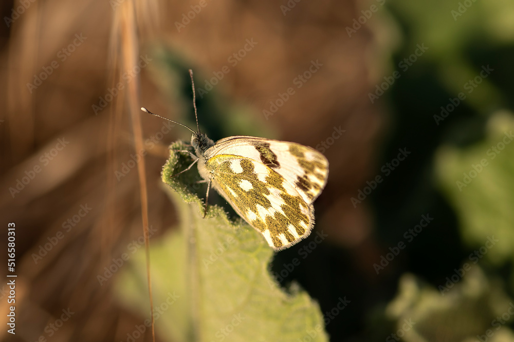 Obraz premium newly spotted angel butterfly waiting to get its morning energy