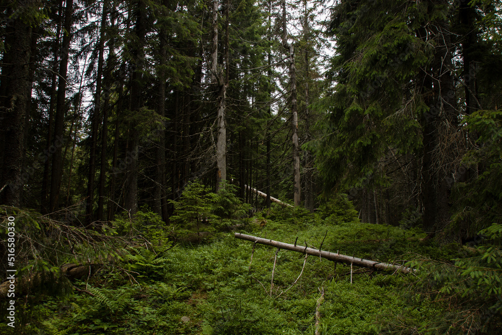 Obraz premium dirt road in the forest