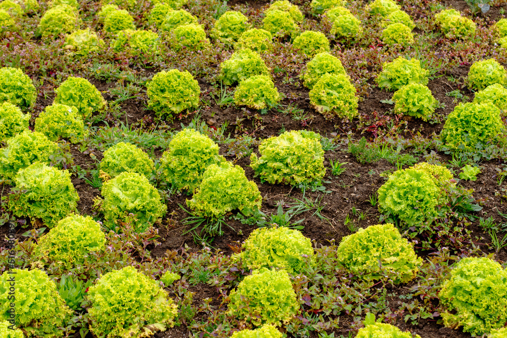 Organic plantation of  green lettuces (Lactuca sativa) growing in the soil, Choconta, Cundinamaca, Colombia.