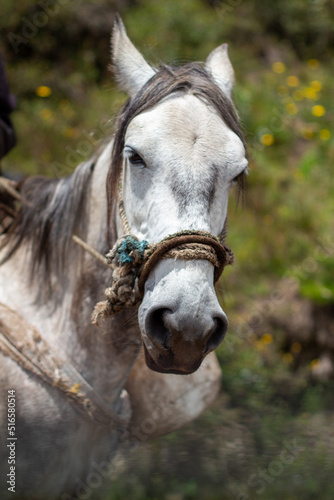 Close up of a horse harnessed with a rope. Beautiful portrait of a white rural horse. Choconta, Colombia, Cundinamarca.