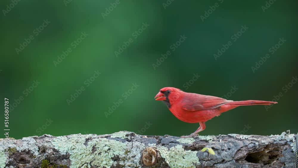Red colored male cardinal bird on tree branch