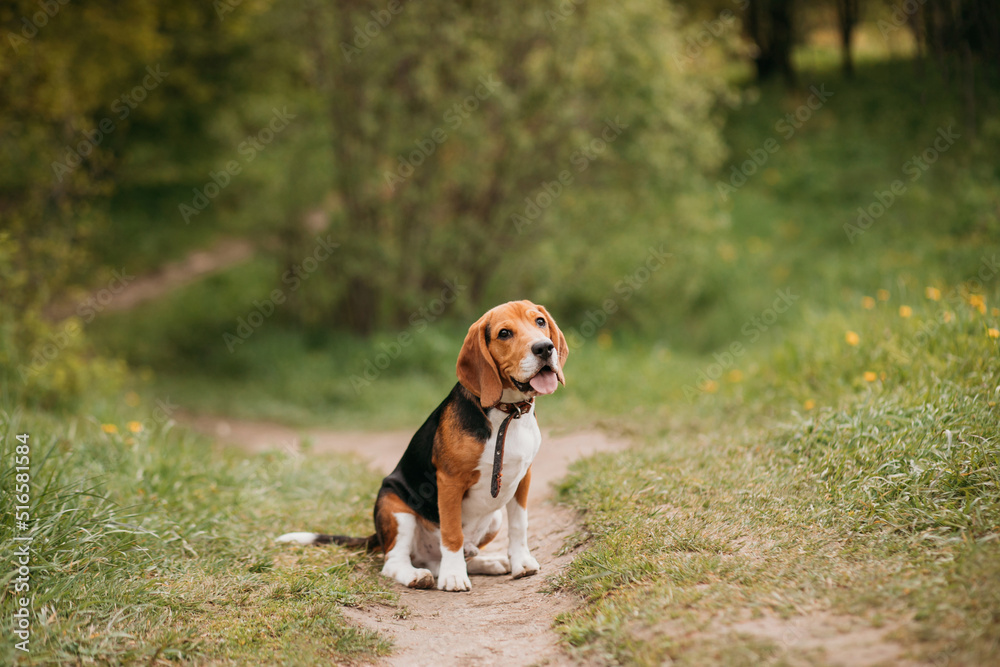 Funny playful young beagle dog sitting on a path in a park or forest in summer Funny playful young beagle dog sitting on a path in a park or forest in summer