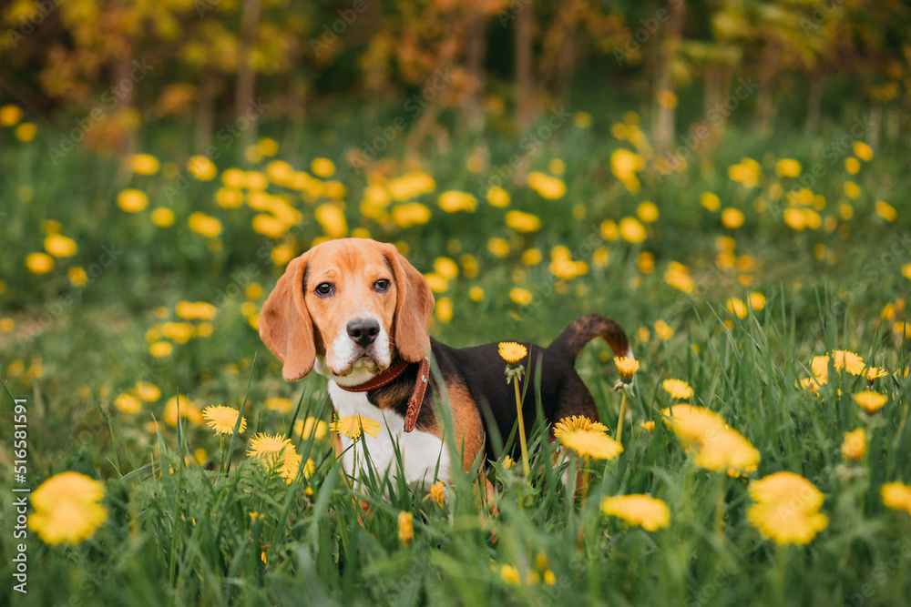 Summertime portrait of beagle dog among bright yellow dandelions