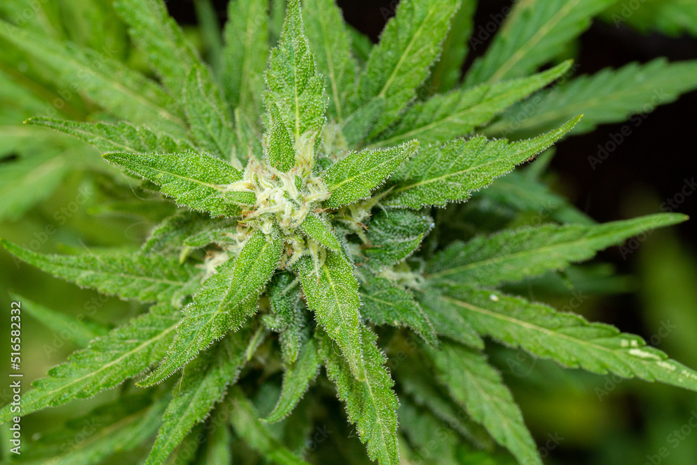 CBD CBD