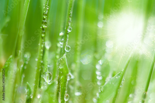 Close-up of growing grass with water drops and bright rays of the sun in soft focus. Green background on the theme of fresh and natural farm products
