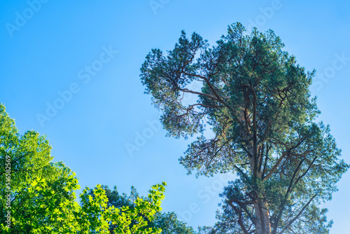 A tall pine tree against a bright summer sky.