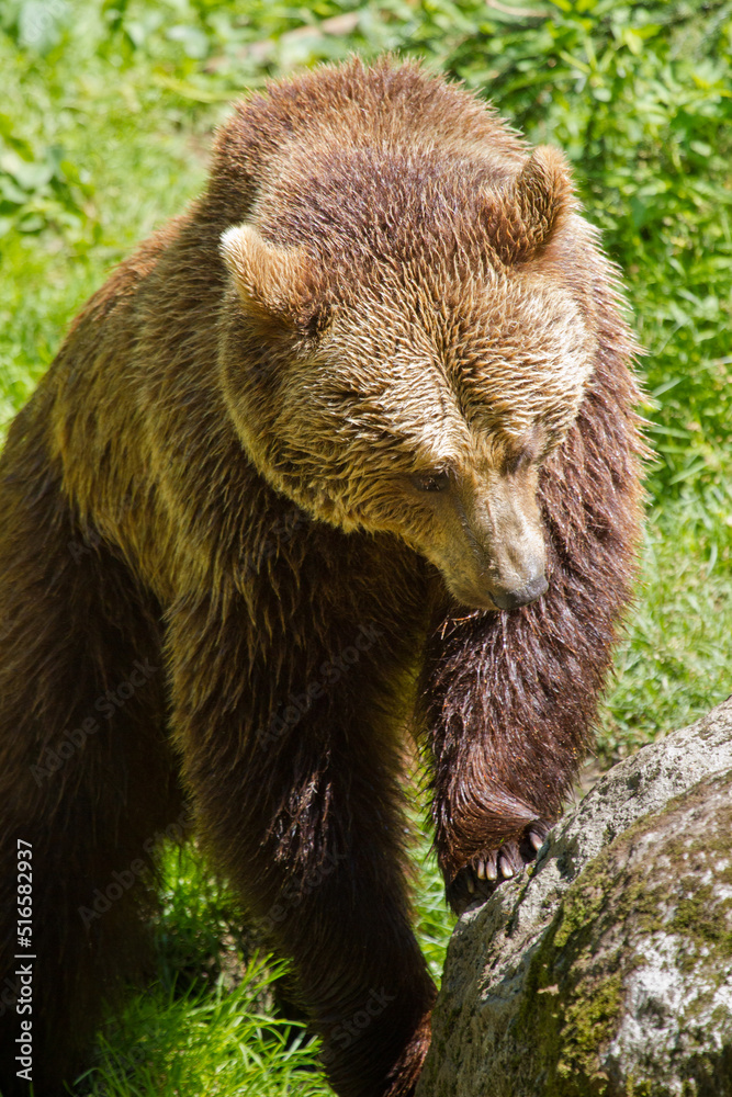 Fototapeta premium Braunbär (Ursus arctos)