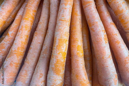 spring food vegetable carrot. Texture background of fresh large orange carrots. Product Image Vegetable Root Carrot
