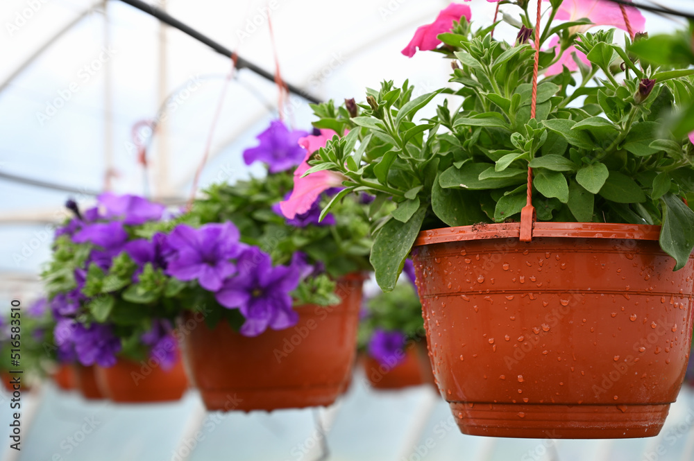 Close up of petunia flower pots hanging in ornamental garden plant shop.