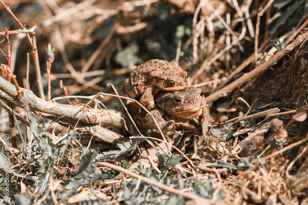 lizard on the ground lizard on the ground