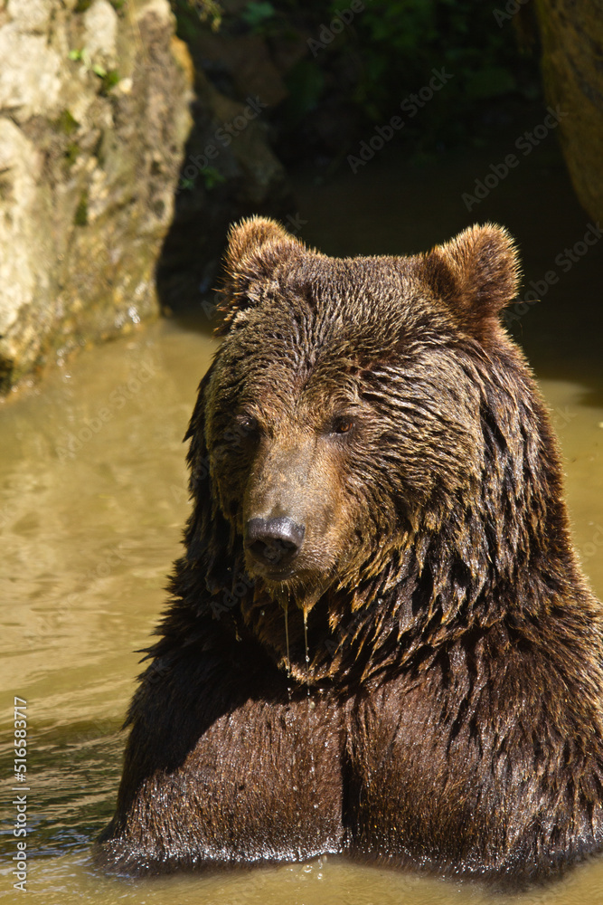 Badender Braunbär (Ursus arctos) Badender Braunbär (Ursus arctos)
