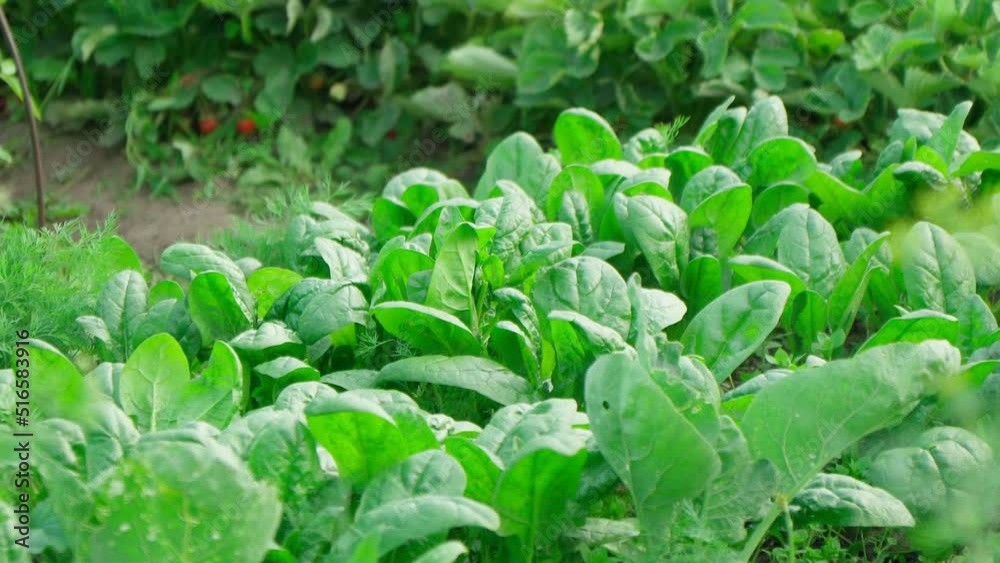 Green spinach on a field. Young leaves leaf leaf green, agriculture. Selective focus Green spinach on a field. Young leaves leaf leaf green, agriculture. Selective focus