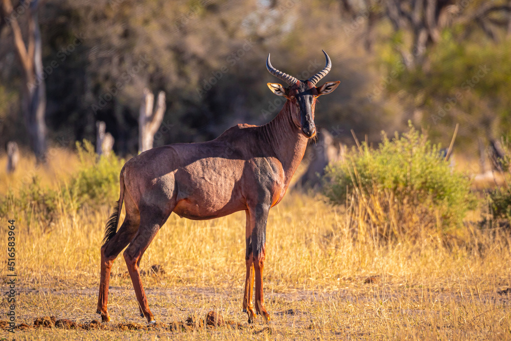 Rote Kuhantilope im Okavangodelta in Botswana, Südafrikanische Kuhantilope im Naturpark Rote Kuhantilope im Okavangodelta in Botswana, Südafrikanische Kuhantilope im Naturpark