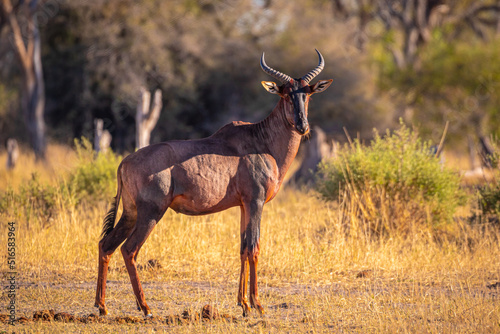 Rote Kuhantilope im Okavangodelta in Botswana, Südafrikanische Kuhantilope im Naturpark photo