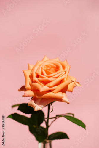 single rose in the vase
