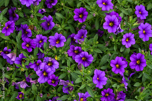 Close up of purple petunias blooming. Beautiful decorative plants flower Petunia. Growing flowers