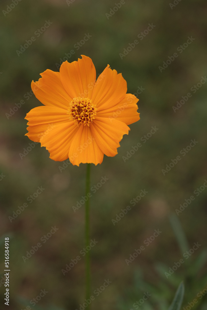 A single golden yellow flower photographed in portrait orientation, against it's natural garden background in early morning sunlight. A single golden yellow flower photographed in portrait orientation, against it's natural garden background in early morning sunlight.