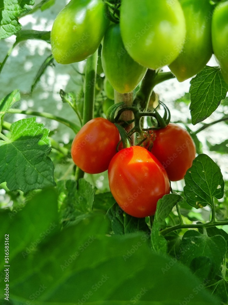 tomatoes on the garden