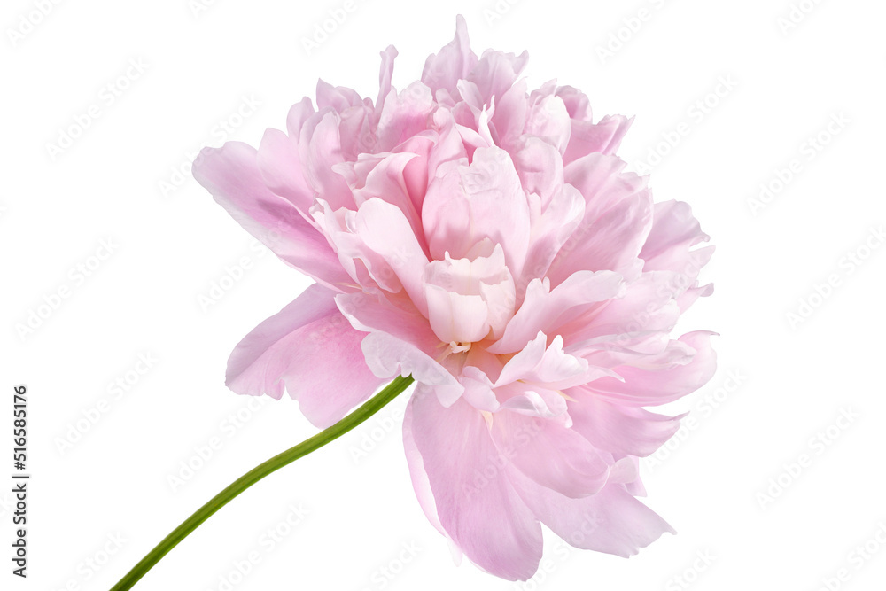 Pink peony flower