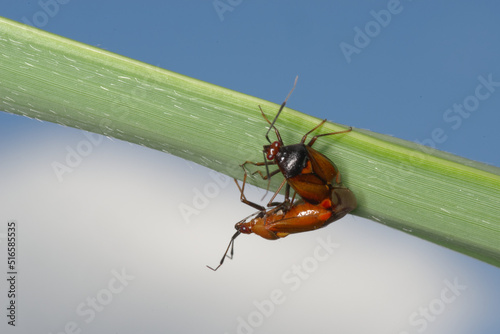 Accouplement de punaises prédatrices (Deraeocoris ruber) photo