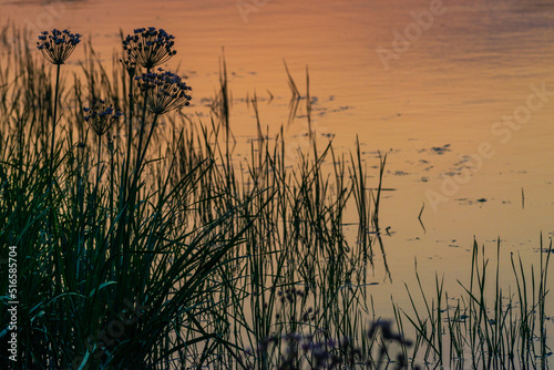Flowering rush (Butomus umbellatus) silhouette at sunset in the background reflections in the river summer landscape umbrella susak Moldova Dniester