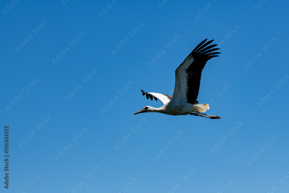 Storch