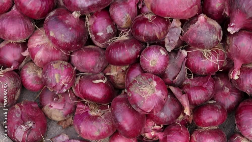 fresh organic onion from farm close up from different angle fresh organic onion from farm close up from different angle