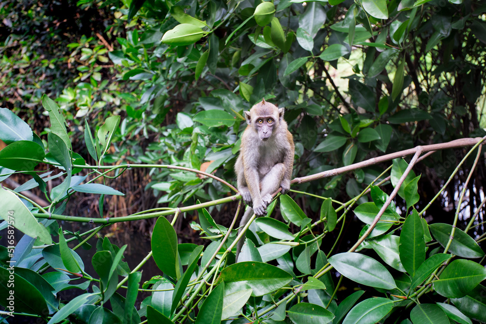 Monkey At Mangrove Swamp, Jakarta, Indonesia Monkey At Mangrove Swamp, Jakarta, Indonesia