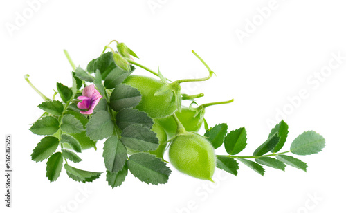 Green chickpeas in the pod with green leaves and flowers, isolated on white background. Cicer arietinum. Clipping path. photo