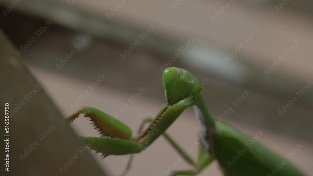 Macro Shot Of The Praying Mantis In The Forest Macro Shot Of The Praying Mantis In The Forest