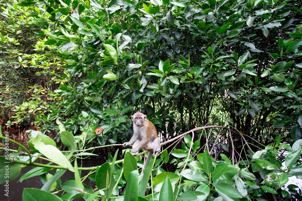 Monkey At Mangrove Swamp, Jakarta, Indonesia