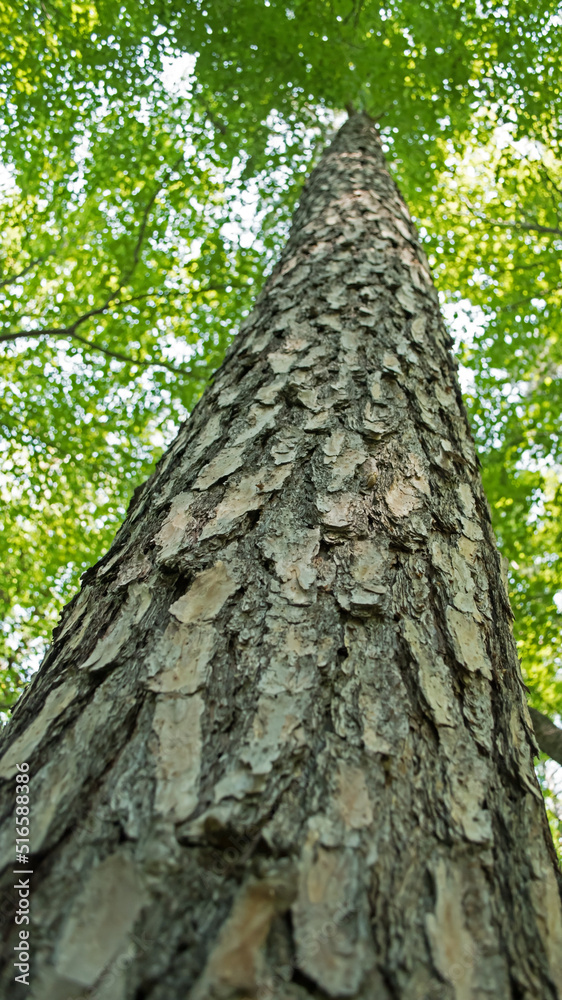 The trunk of a Scots Pine tree soars into the sky. The trunk of a Scots Pine tree soars into the sky.