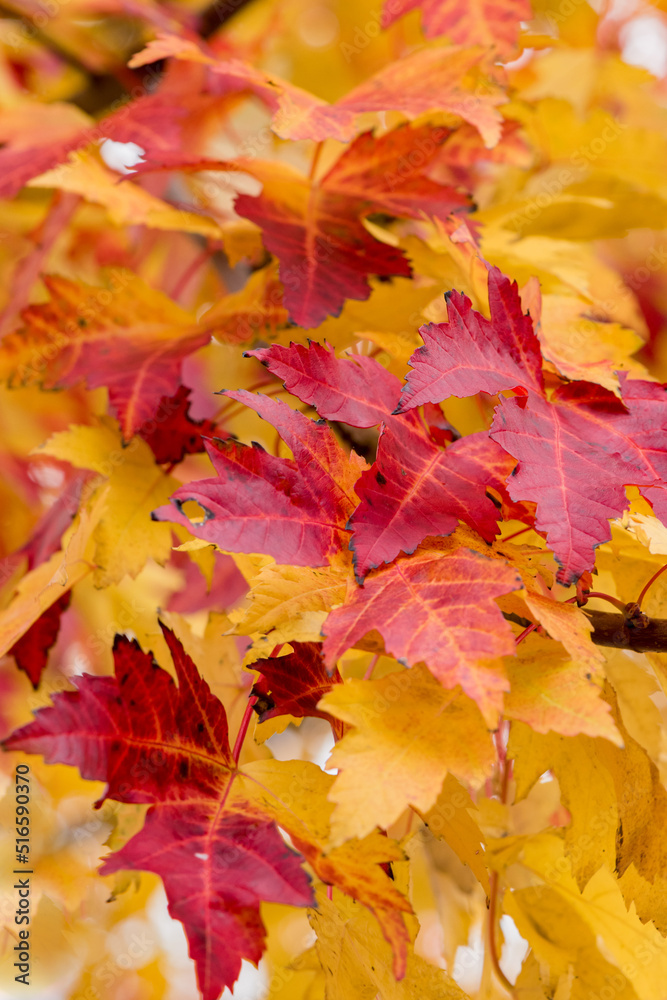 Vivid maple leaves in the height of autumn. Vivid maple leaves in the height of autumn.