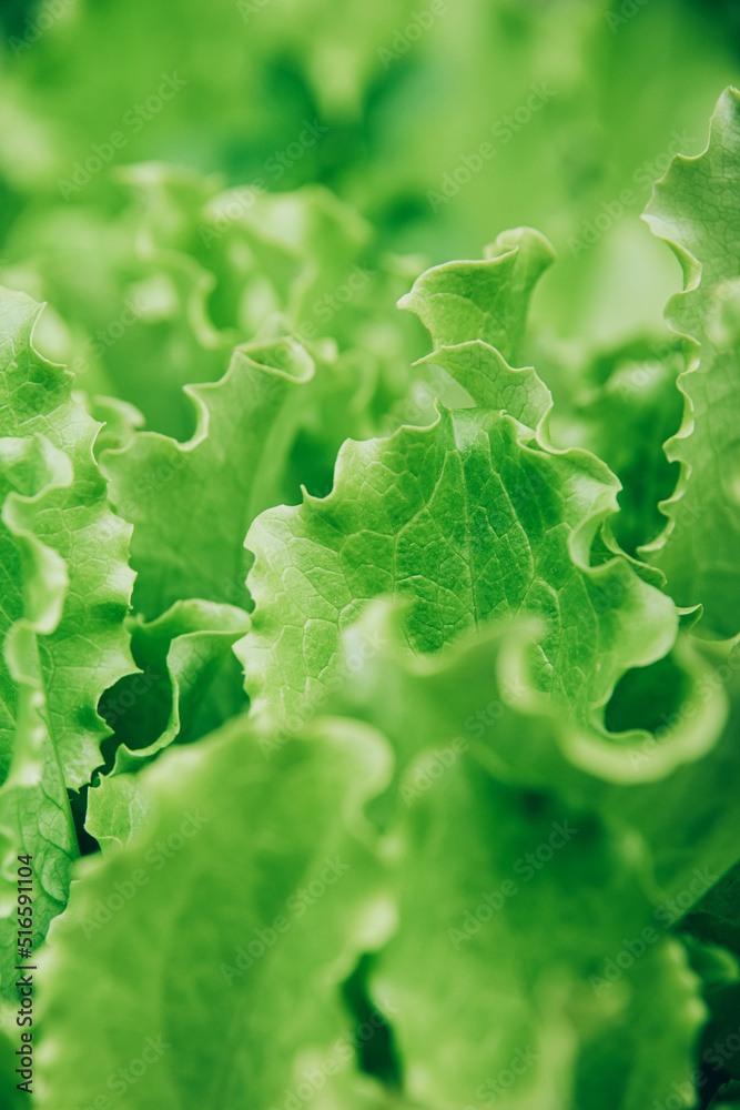 Green lettuce salad leaves background. Green lettuce salad leaves background.