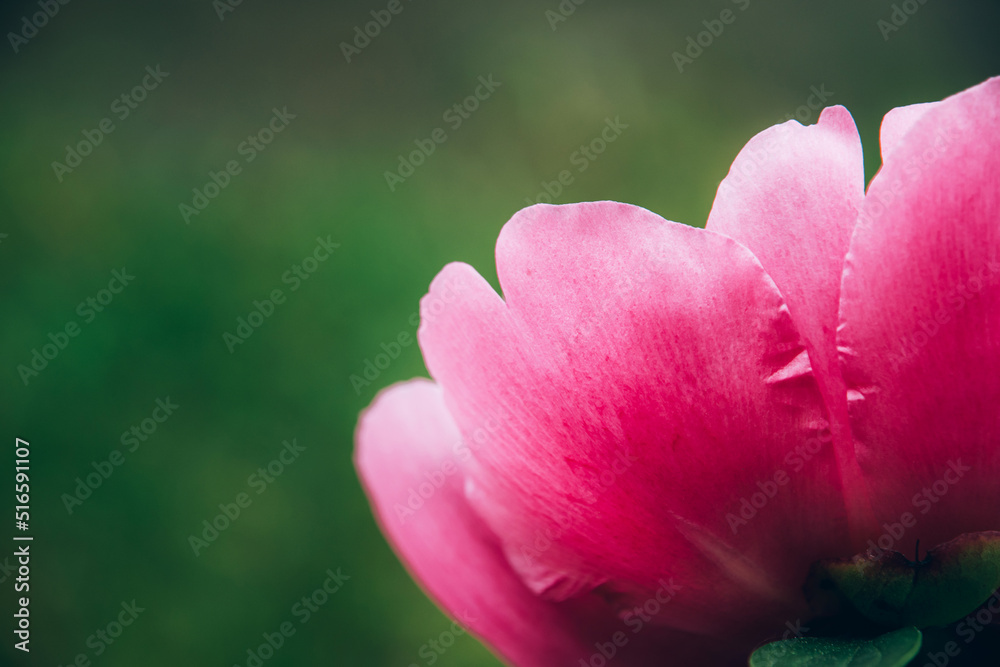 Close up macro view of beautiful blooming pink peony flower petals.