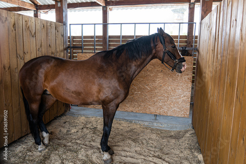 horse in a cattle pen. Breeding thoroughbred horses. Livestock farm. photo